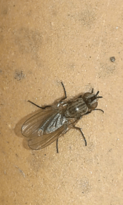 Muscidae : Helina cf. reversio?  No, Anthomyiidae sp.